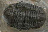 Detailed Gerastos Trilobite Fossil - Morocco #310564-2